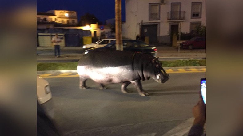 Hungry, hungry hippo: Escaped circus animal roams free in Spanish city (VIDEO)