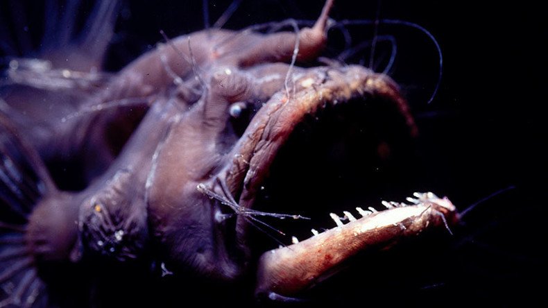 Devils from the depths: Terrifying deep-sea creatures that will give you nightmares (QUIZ)