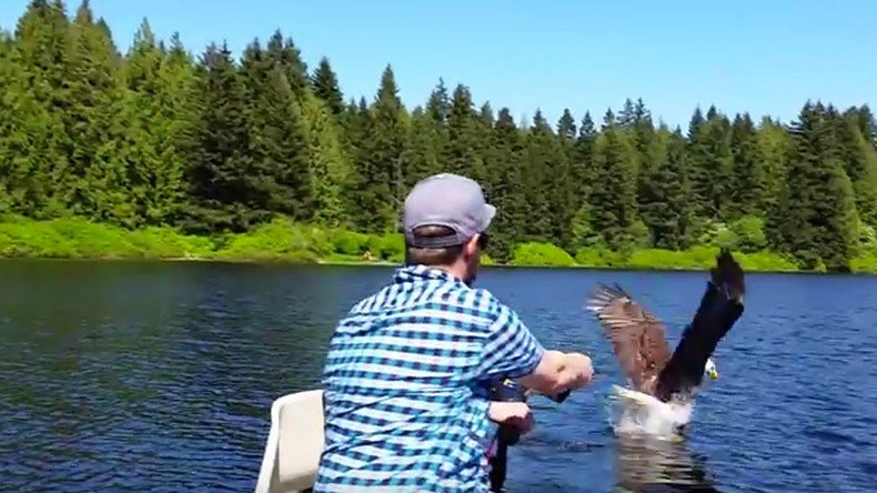 U-S-A! Bald eagle snatches fish off the line from Canadian angler (VIDEO)