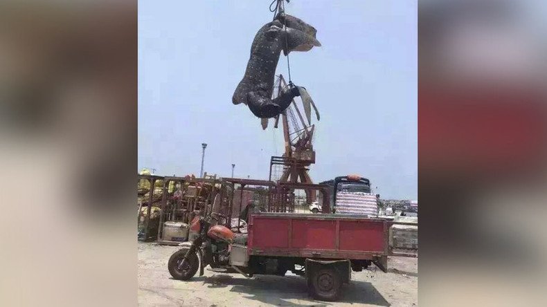 Gentle giant attacked: Rare whale shark hunted, strung up in China (PHOTOS)