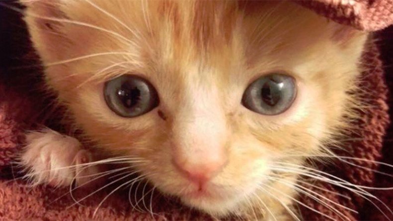 ‘We can rebuild him’: Paralyzed kitten given bionic makeover using old toys (VIDEO)