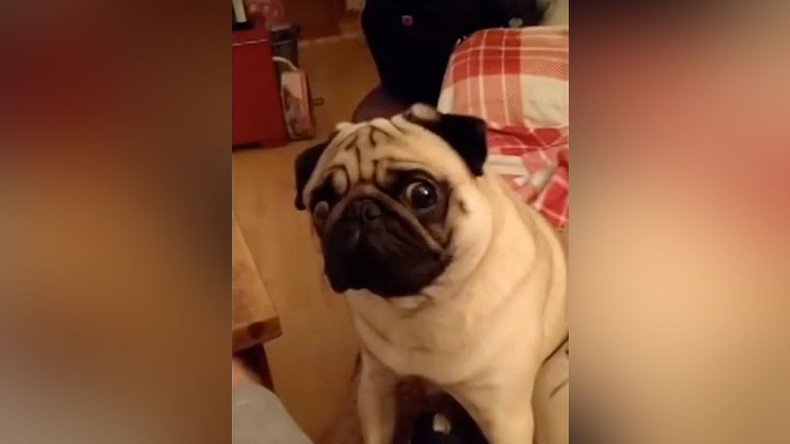 Man arrested after teaching girlfriend’s pug to perform Nazi salute (OFFENSIVE)