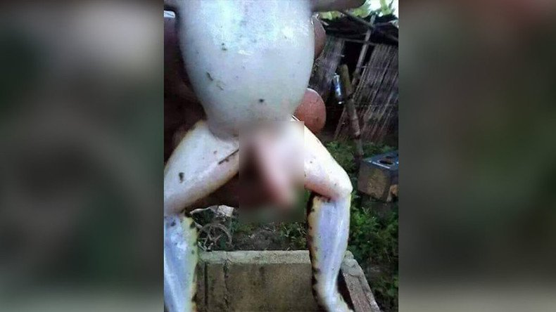 Frog’s extra leg goes viral because it looks like a… (PHOTOS)