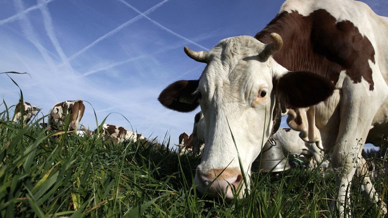 Less cowbell: Swiss farmer defies court order to silence his noisy cows