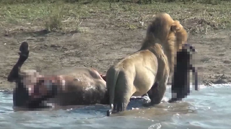Massacre at Kruger: Lion pulls fetus from buffalo it just killed (VIDEO)