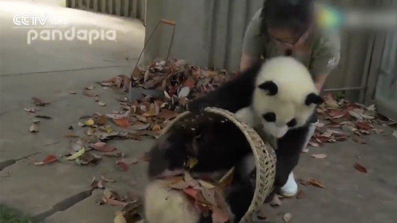 Mischievous baby giant pandas cause chaos inside Chinese breeding base (VIDEO)