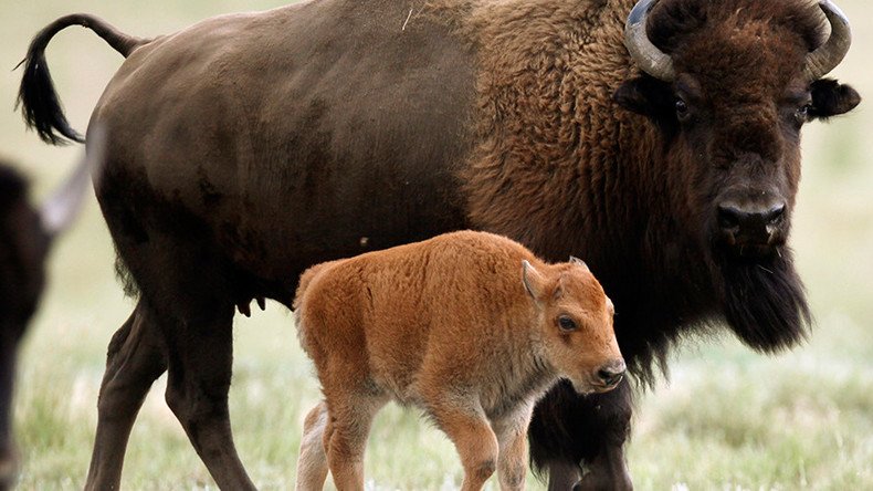 Baby bison euthanized at Yellowstone after tourists launch rash ‘rescue’ bid
