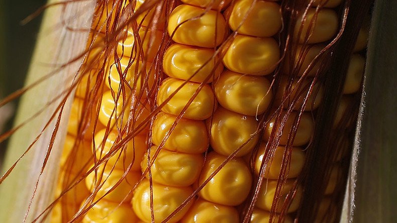 GMO crops not harming human health, but not boosting yields – report
