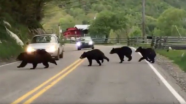 If you go down to the woods today: Bear family goes viral (VIDEO)