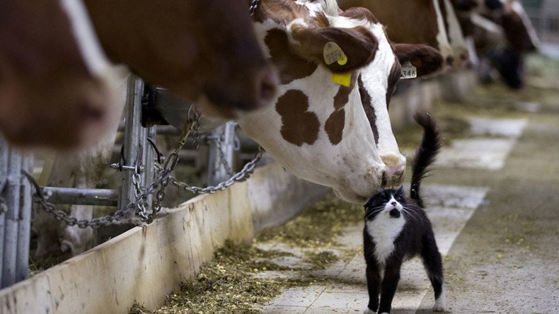 Thai & Chinese investors to build $1bn dairy plant in Russia