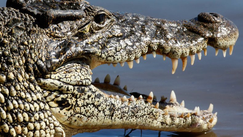 72yo fights off crocodiles with spanners in vain attempt to save drowning friend 