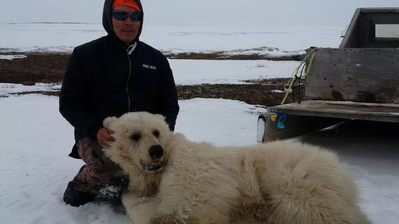 Rare grizzly-polar bear hybrid shot dead in Canada (PHOTOS)