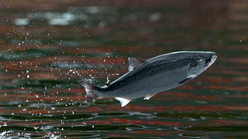 Canada approves 'safe and nutritious' genetically modified salmon