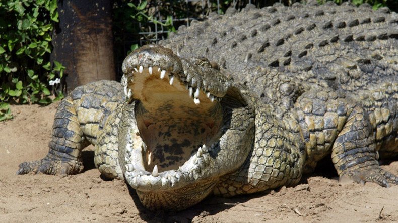 Killer Nile crocodiles are in Florida – and no one knows how they got there