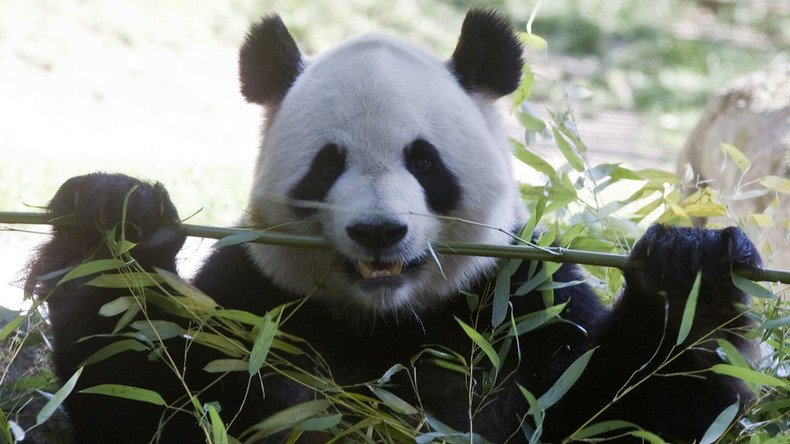Pandas doomed? Study finds bamboo digestion may affect their sex lives