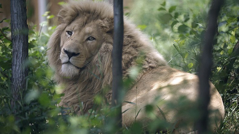 2 lions killed in Chile zoo as they maul naked suicidal man 