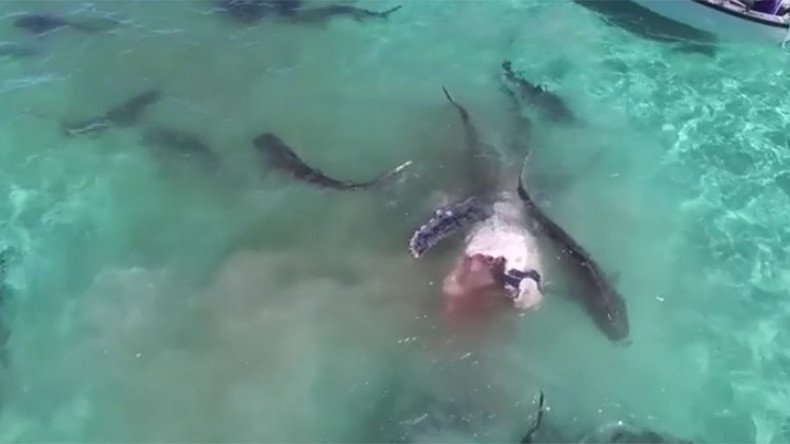 Feeding Frenzy: Epic shark dinner party in Western Australia (VIDEO) 