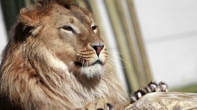 Here, fluffy! Lions, cobras & crocs among 100s of dangerous animals Brits keep as pets