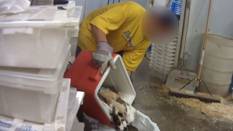 Feds, PETA find animals frozen alive, gassed, sick at pet dealer (VIDEO)