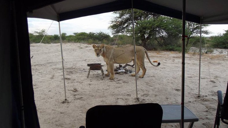 Inches from death: Stunned campers wake to find lions licking their tent (VIDEO)