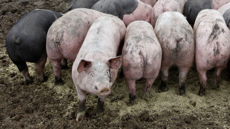 American energy firm looks to power up on pig poo