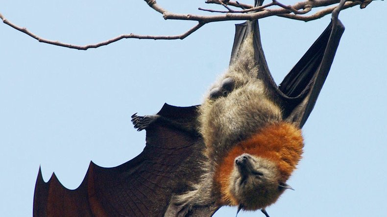 Batsh*t crazy! Swarm of 100,000 bats invades Australian town (VIDEO)