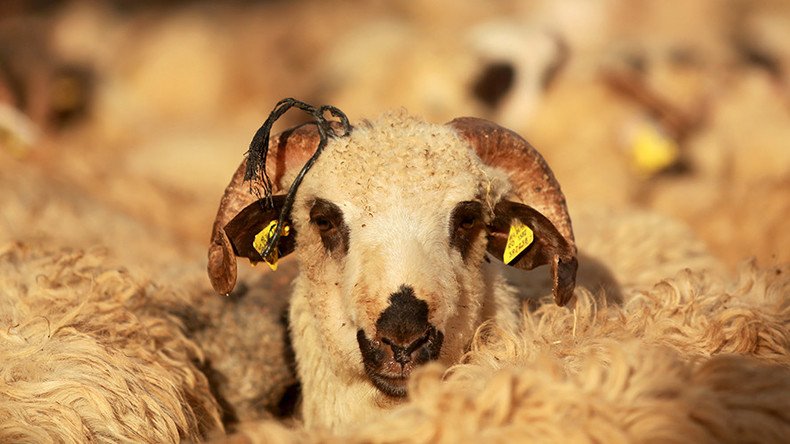 ‘Psychotic ram-page’ feared after sheep eat cannabis plants 
