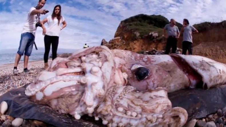 Sea Monster: Giant squid could reach a staggering 20 meters in length, study finds