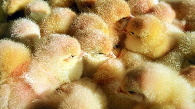 Poultry glut forces Russian producers to find new markets