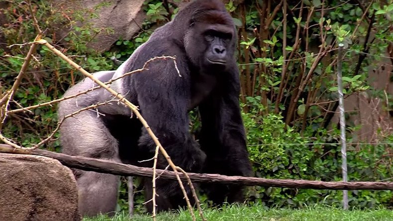 Cincinnati Zoo gorilla killed after 4yo kid falls into exhibit moat (VIDEO)  — RT World News