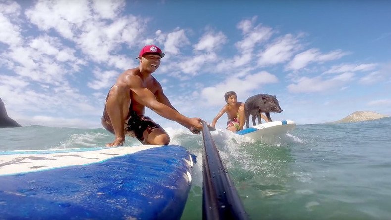 Tiny piglet surfs the waves like a pro in Hawaii (VIDEO)