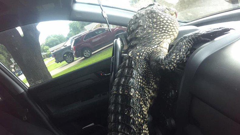 Alligator gets behind the wheel of captor's car (VIDEO)