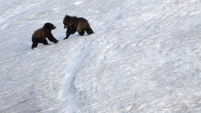 Polar bears & grizzlies are mating – what should we call the result? (POLL)