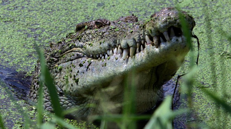Aussie MP blames ‘human stupidity’ for suspected fatal croc attack
