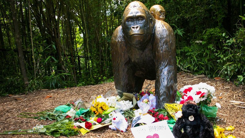 Criminal charges possible amid public outcry over Cincinnati gorilla death