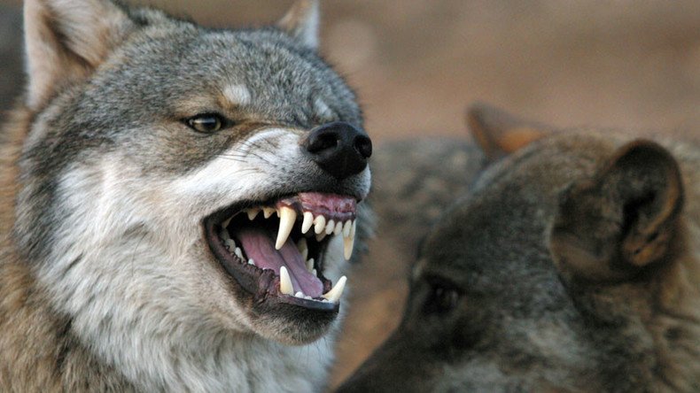 ‘Environmental terrorism’: Horror wolf beheadings condemned in Spain (GRAPHIC PHOTOS)
