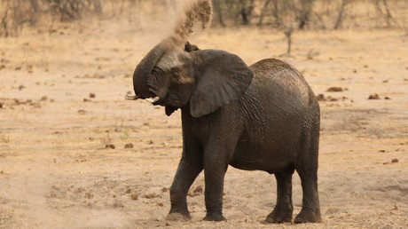 Harsh drought forces Zimbabwe to sell wildlife