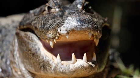 Alligator bites off arm of Florida man trying to flee the cops