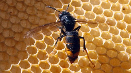 Death sting: Asian hornets potentially lethal to humans may have arrived in the UK