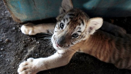  Four tiny tiger cubs found frozen in Vietnam animal smuggling op (GRAPHIC PHOTO)