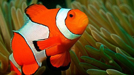 Killing Nemo: Hype over Disney sequel could damage exotic fish populations