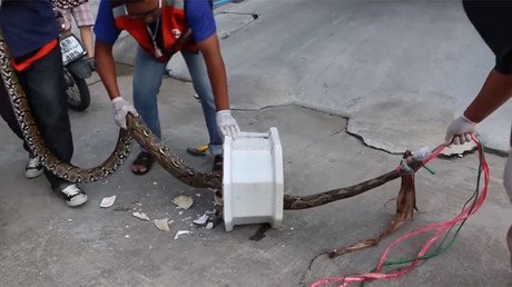 Python attacks man’s penis in terrifying Thai toilet ordeal (GRAPHIC VIDEO)