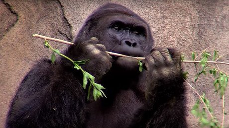 ‘Parental negligence’: Thousands sign petitions condemning killing of Cincinnati Zoo gorilla