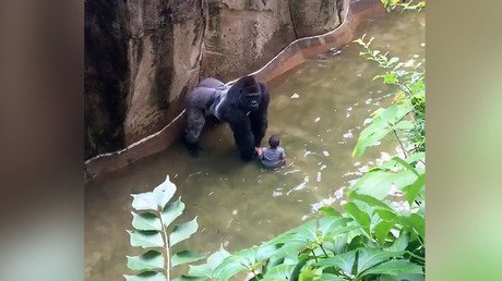 ‘Accidents happen,’ says mother of child who fell into Cincinnati Zoo gorilla enclosure 