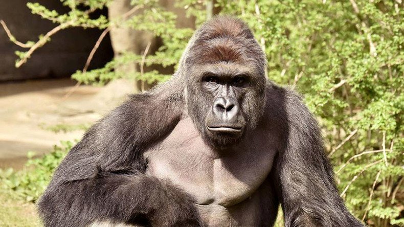Cincinnati Police launch probe into family of child who fell into zoo’s gorilla enclosure 