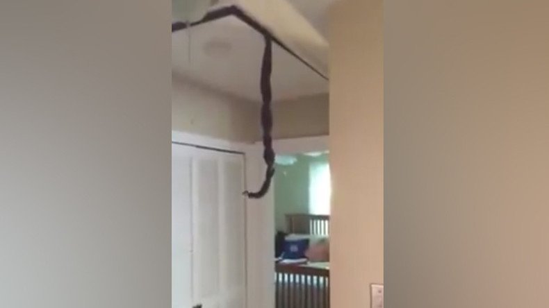 Snakes shock homeowner by tumbling from ceiling in tangled lovers’ embrace (VIDEO)