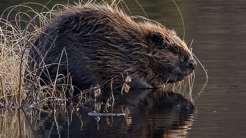 Beavers cause $850,000 of damage to Austrian town