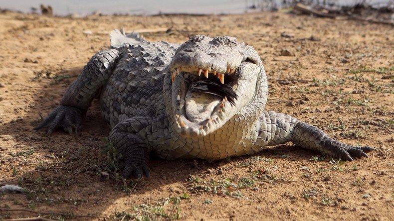 Human remains discovered inside crocodile during search for woman killed in attack