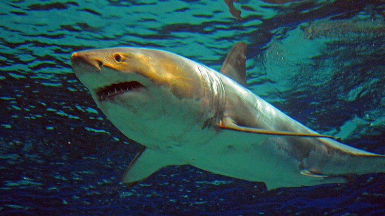 Shark ‘bigger than a boat’ kills Aussie, 2nd fatal attack in a week