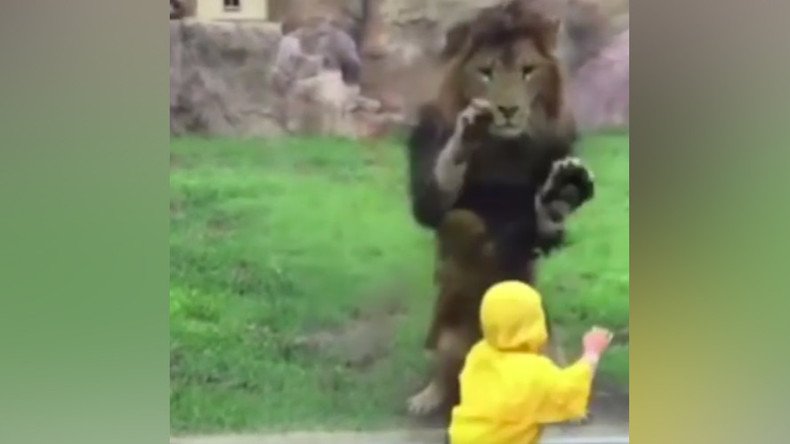 Lion eyes toddler for lunch, smashes headfirst into enclosure glass (VIDEO)